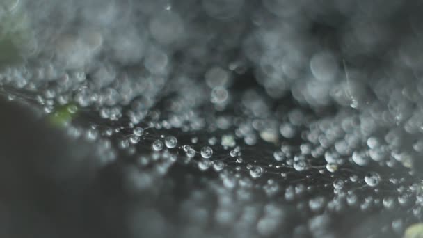 Abstrakter verschwommener Hintergrund in Grau. Morgentau auf einem Spinnennetz. — Stockvideo