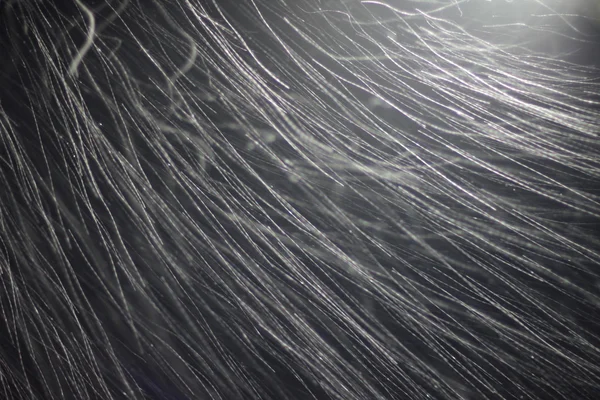 Hóvihar textúra. Hosszú expozíció, motion blur. Lövés a hópelyhek a levegőben repülő. — Stock Fotó