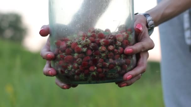 The woman holds to bank with juicy red wild strawberry. Selective focus. — Stock Video