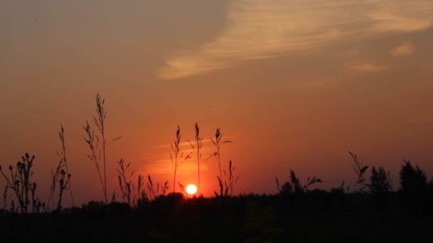 Pôr do sol num campo com relva. Som de gafanhotos e mosquitos . — Vídeo de Stock