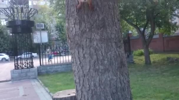 Red squirrel on a tree — Stock Video