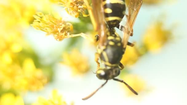 Abeja recogida de polen en la flor amarilla — Vídeo de stock