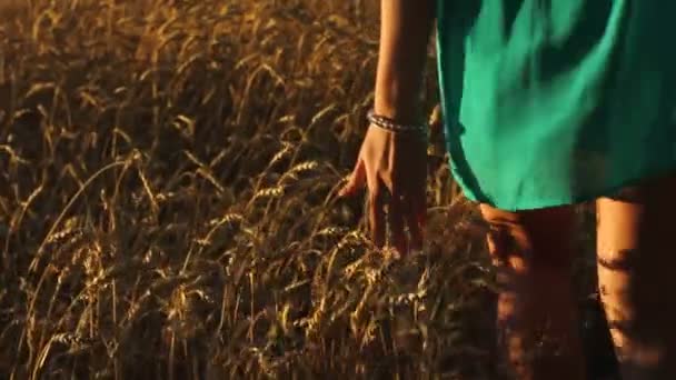 Detail dívky ruky hraje v travnatém poli za soumraku, zlatá hodina. — Stock video