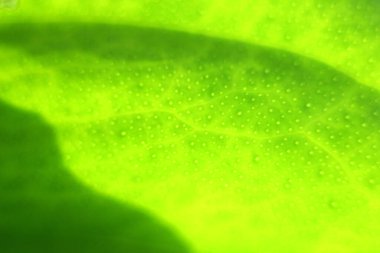 Bulanık bulanık odaklanmış arkaplan. Arkaplanda yeşil yaprak dokusu. 