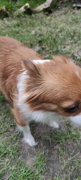 Chihuahua Red Longhair Dog Portrait — Zdjęcie stockowe