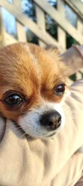 Chihuahua Red Longhair Dog Portrait — Stockfoto