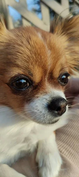 Chihuahua Red Longhair Dog Portrait — Stok fotoğraf