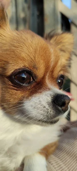 Chihuahua Red Longhair Dog Portrait — ストック写真