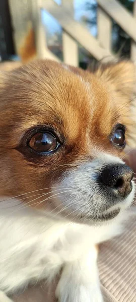 Chihuahua Red Longhair Dog Portrait — Foto de Stock