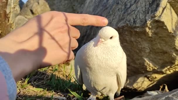 Biały Gołąb Zbliżenie Portret Dzikiej Przyrody — Wideo stockowe