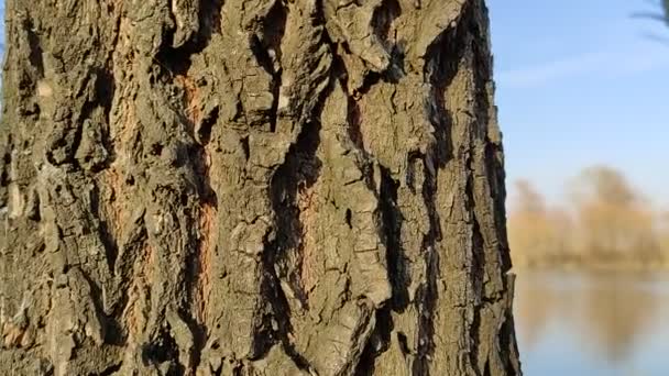 Bosque Primavera Paisaje Con Árboles Río — Vídeos de Stock