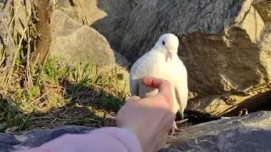 Beyaz güvercin vahşi doğada yakın plan portresi.