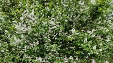 Kıvırcık kız kiraz arkaplanda selfie çeker..