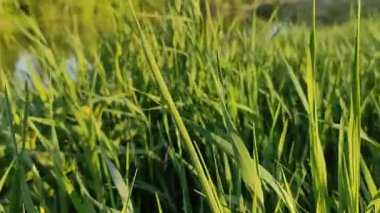 Gölde gün batımı. Güzel göl ve iskelenin yaz manzarası.