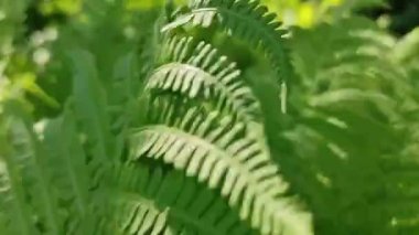 Yeşil eğrelti otlarının yapraklarında bir yürüyüş