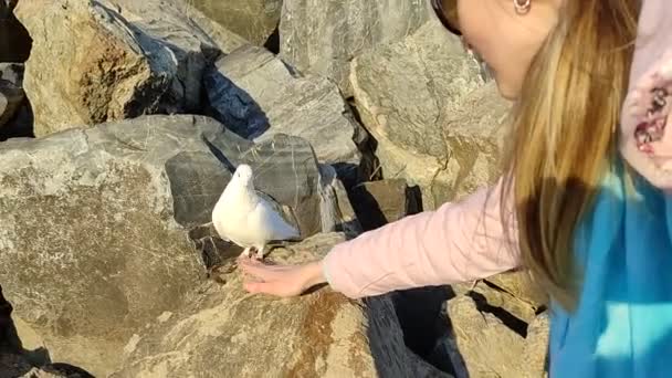 Portrait Colombe Blanche Gros Plan Dans Nature Sauvage — Video