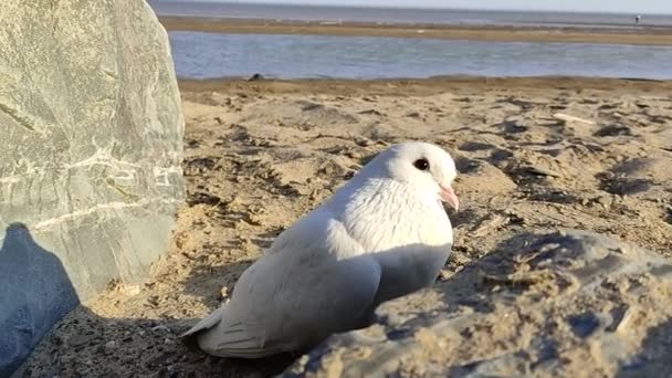 Biały Gołąb Zbliżenie Portret Dzikiej Przyrody — Wideo stockowe