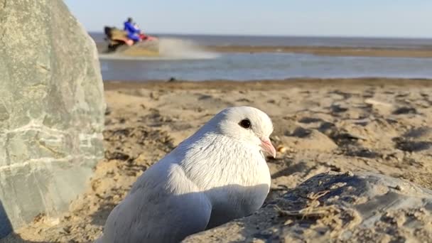 Beyaz Güvercin Vahşi Doğada Yakın Plan Portresi — Stok video