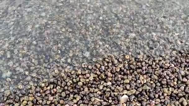 Κοχύλια Και Σαλιγκάρια Ρίχνονται Στην Ακτή Από Ένα Κύμα — Αρχείο Βίντεο