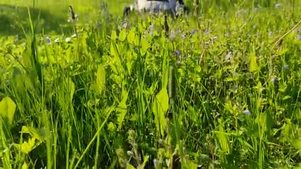 Altai Krai Russia Mei 2021 Mensen Maaien Gras Met Een — Stockvideo