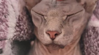 Kedinin kafasının masajı. Bir sfenks kedisinin yakın portresi. Tembel kel bir kedi uyuyor..