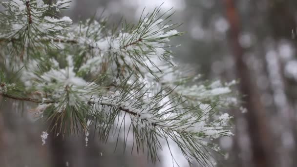 Skogsträd med fallande snö — Stockvideo