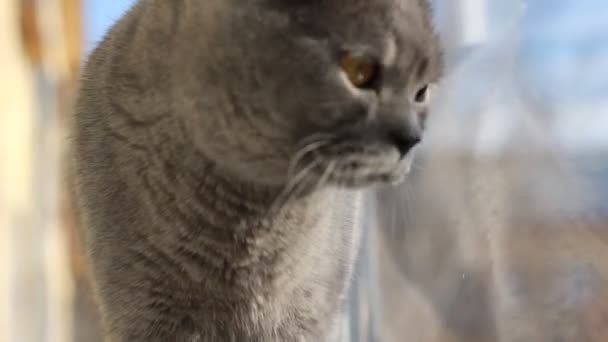 Cat lying on the window — Stock Video