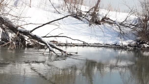 Zimní krajina s řekou a stromy — Stock video