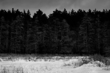 Soyut siyah ve beyaz Kış Fotoğraf