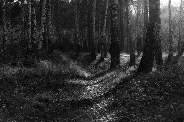 Birch wood. black-and-white landscape — Stock Photo, Image