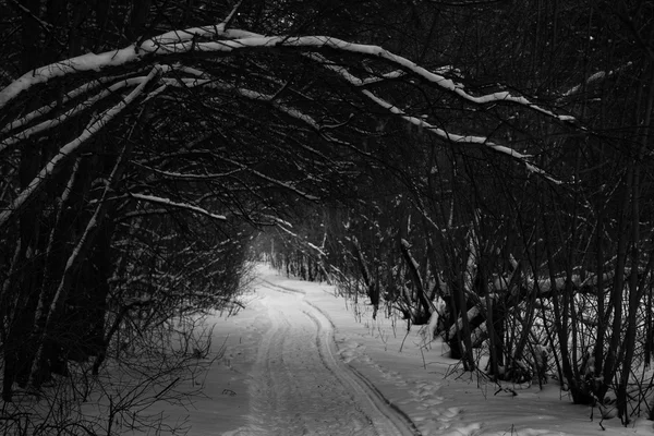 Winter country road with fir forest on the side — Stock Photo, Image