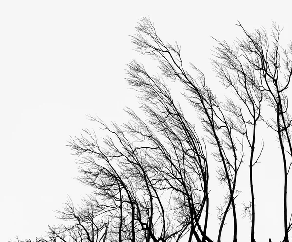 Абстрактное черно-белое зимнее фото — стоковое фото
