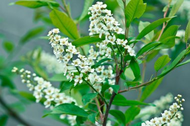 Kuş kiraz closeup seçici yumuşak odak ve sığ derinlik-in tarla. Görüntü Merkezi parçası üzerinde odaklanmıştır. Kuş-kiraz ağacı arka plan