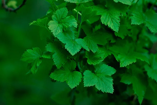 Green currant leaf texture — ストック写真