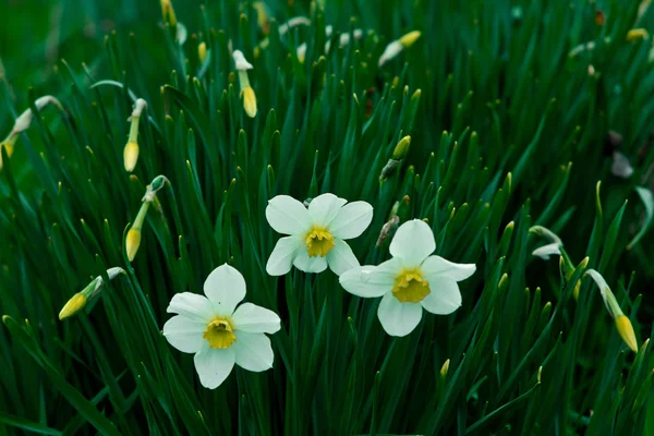 Kolorowy ogród z Narcissus poeticus kwiat — Zdjęcie stockowe