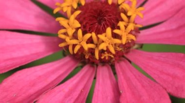 çiçek ve güzel yaprakları makro