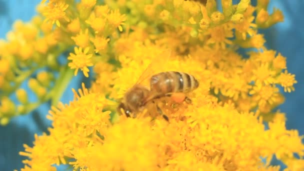 Biet samlar pollen på orange blomma — Stockvideo