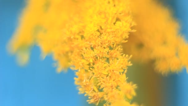 Flor e belas pétalas macro — Vídeo de Stock
