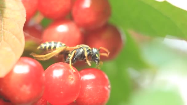 abeille rampant sur les baies de viorne 