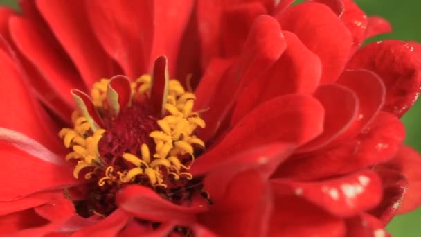 Flower and beautiful petals macro — Stock Video