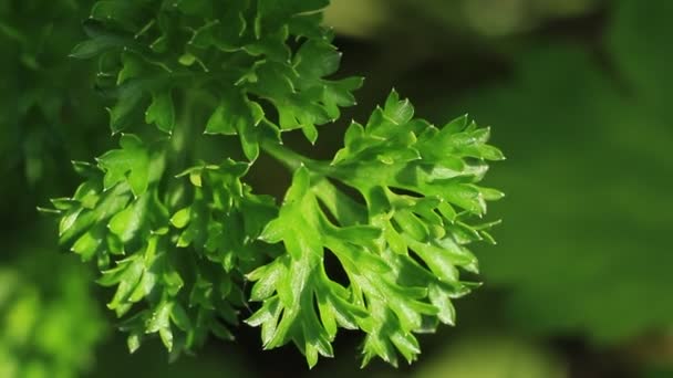 Salsa verde. Macro — Vídeo de Stock