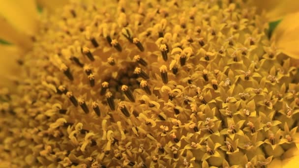 Krásné teplé slunečnice zavřít — Stock video