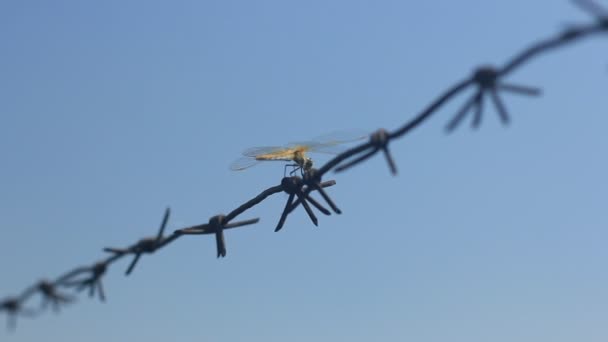 Dragonflies on barbed wire — Stock Video