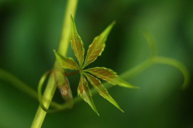Asma yaprağı makrosu