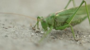 Temizlik çekirge Paws. Görünümü Kapat. Seçici odak.