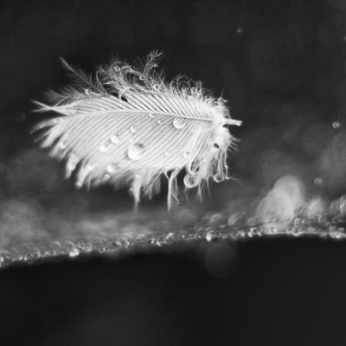 Tek bir yumuşak ıslak tüy. Damlacıkları örümcek ağı üzerinde. Seçici odak.