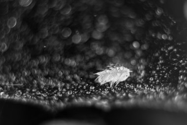 Tek bir yumuşak ıslak tüy. Damlacıkları örümcek ağı üzerinde. Seçici odak.