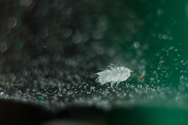 A Single Soft Wet Feather. Droplets on spider web. Selective focus. — Stock Photo, Image