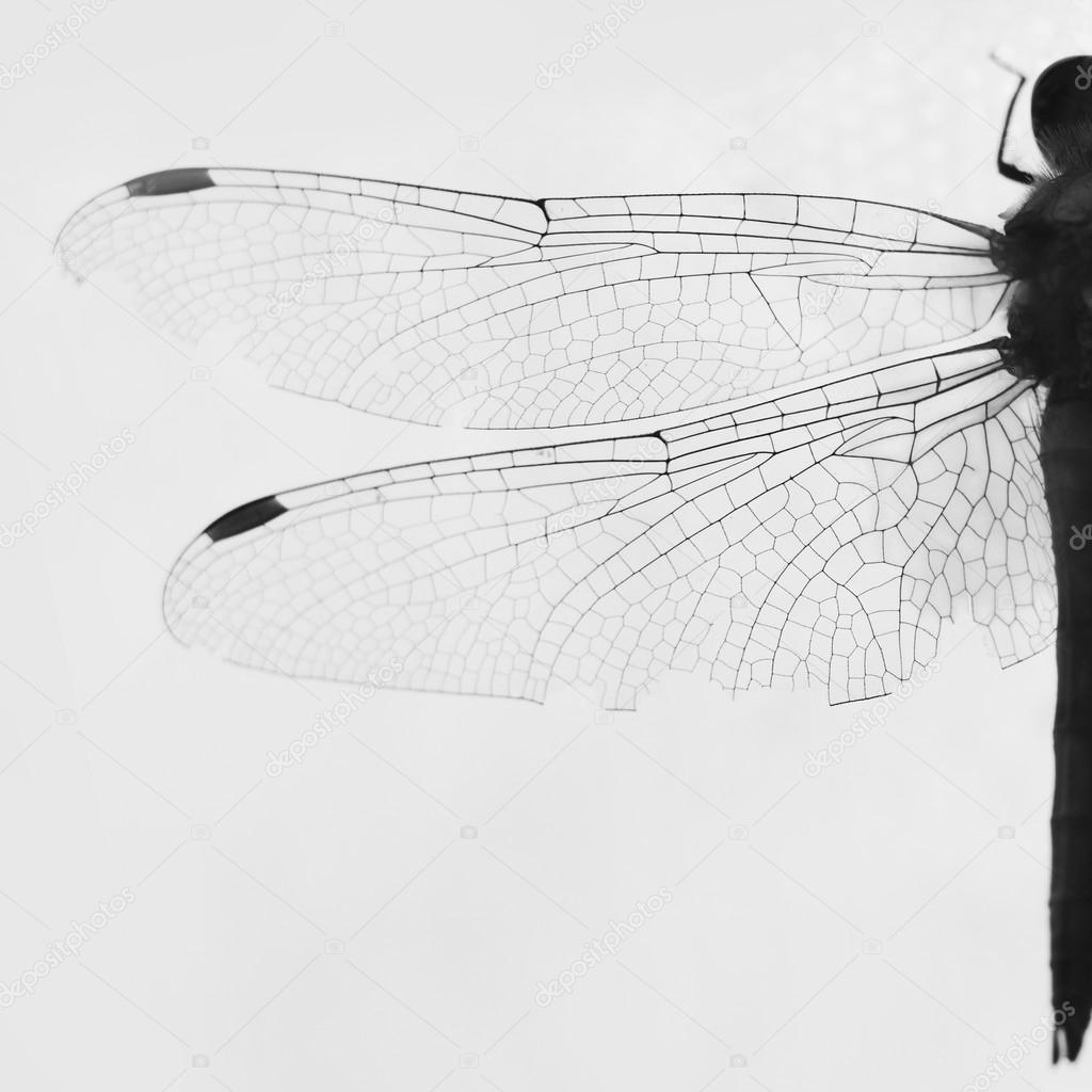silhouette of dragonflies