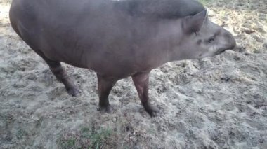 Malaya tapiri. Hayvanat bahçesinde dolaşan bir tapir.